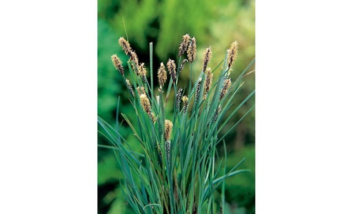Carex Panacea