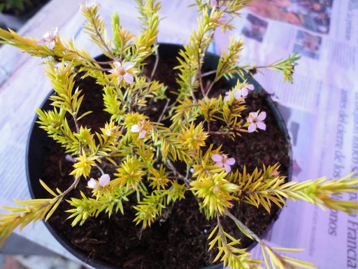 Diosma Sunset Gold