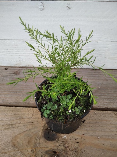 Diosma verde (maceta 8cm)