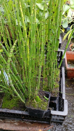 Equisetum Japónicum. En maceta 9x9 cms.