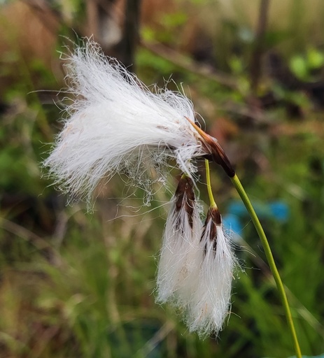 Eriophorum angustifolium