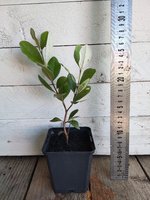 Feijoa Sellowana