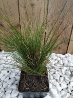 Festuca Warberla