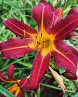 Hemerocallis Autumn Red