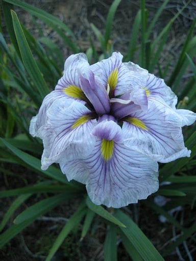 Iris Ensata Grayswood Catrina