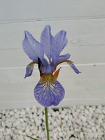 Iris Laevigata Mottled Beauty
