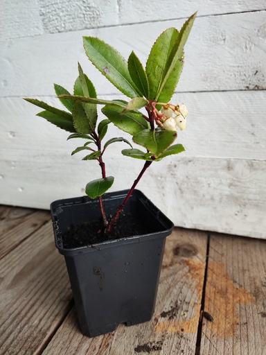 Madroño. (Arbutus Unedo)