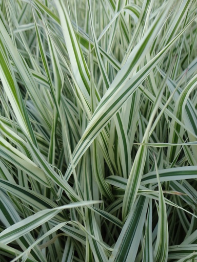 Phalaris arundinacea picta