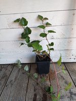 Rubus pentalobus Emerald Carpet