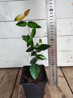 Trachelospermun asiaticum Summersunset