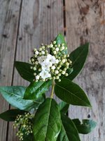 Viburnum Tinus