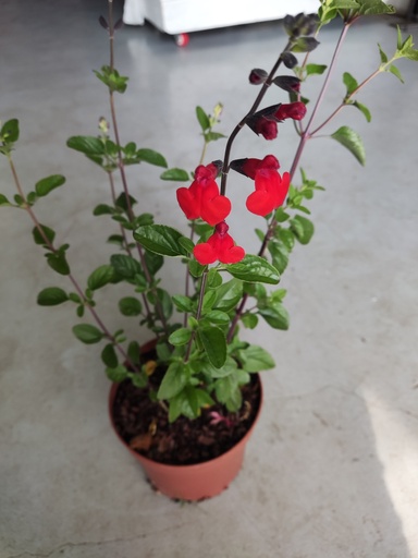 Salvia roja