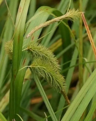 carex Pseudocyperus