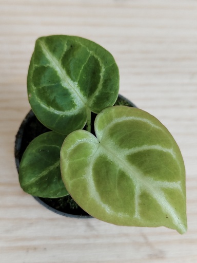 Anthurium Dorayaki