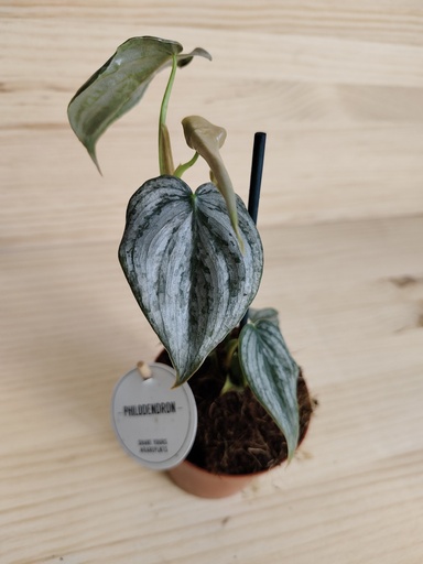 Philodendron Brandtianum