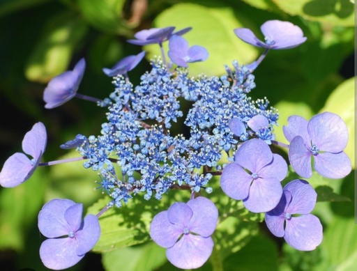 Hortensia Blue Wave