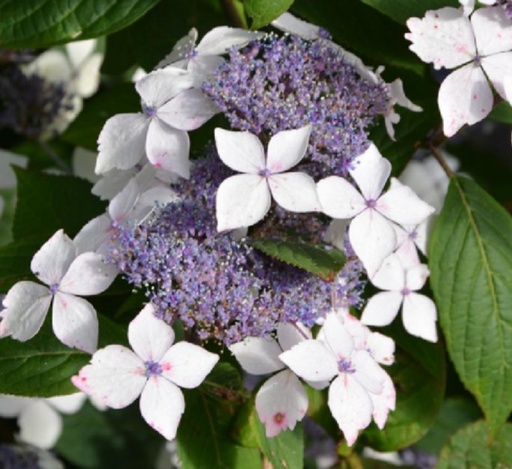 Hortensia Grayswood