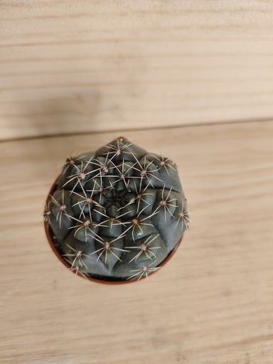 Cactus A