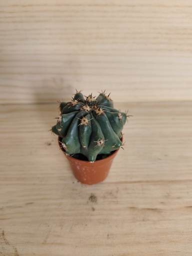 Cactus B