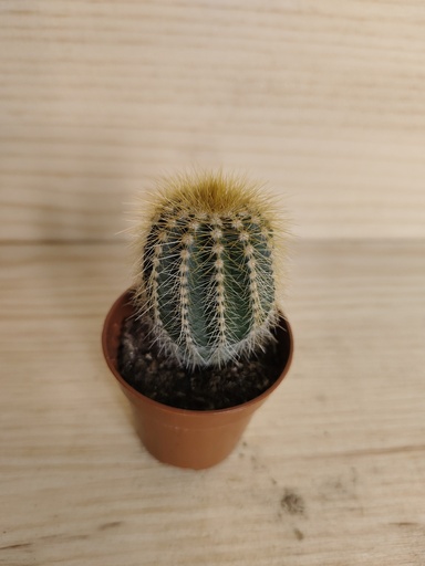 Cactus C
