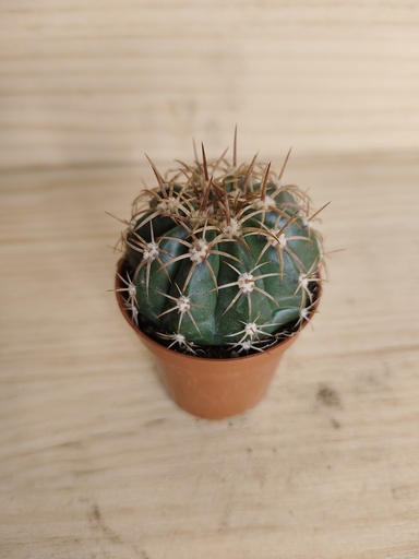 Cactus E