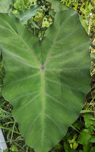 Alocasia rubra