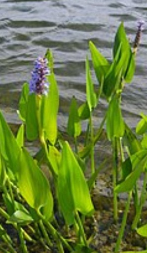 Pontederia lanceolata