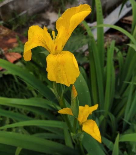 Iris pseudacorus