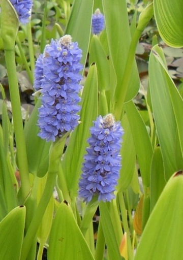 Pontederia cordata