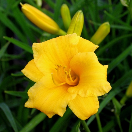 Hemerocallis Stella d'Oro