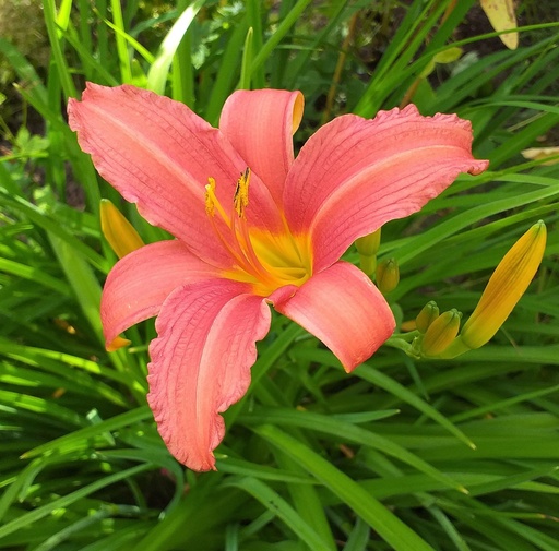 Hemerocallis Pink Damask