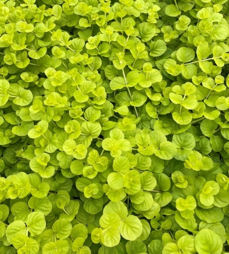 Lysmachia nummularia aurea