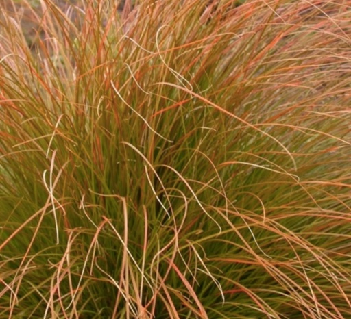 Carex testacea