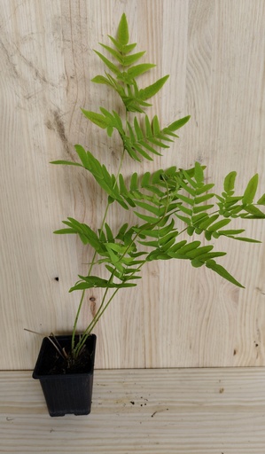 Osmunda regalis