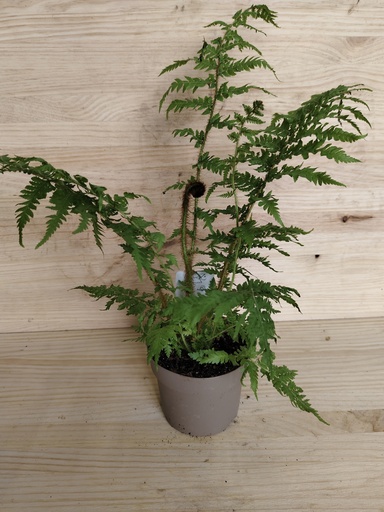 Cyathea