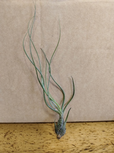 Tillandsia Butzii