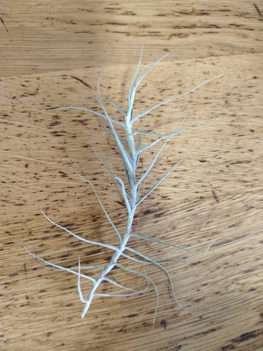 Tillandsia caerulea