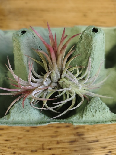 Tillandsia ionantha clumb red