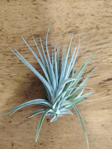 Tillandsia Kammi