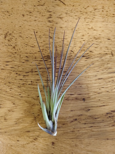 Tillandsia Melanocrater red
