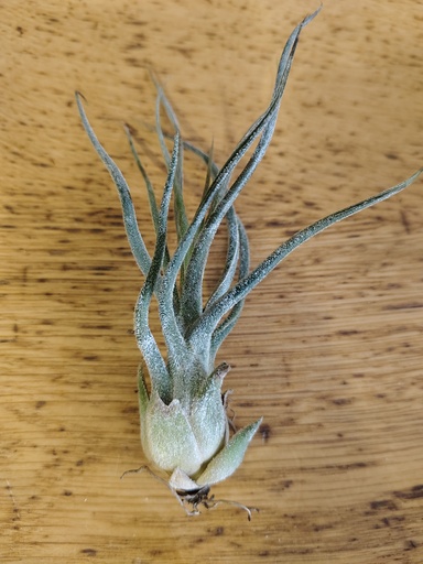 Tillandsia Pruinosa