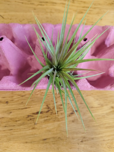 Tillandsia Rainforest Red