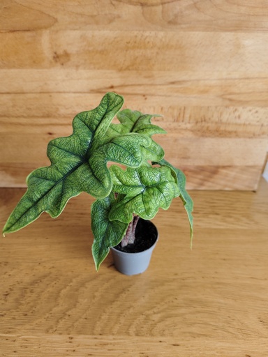 Alocasia Jacklyn