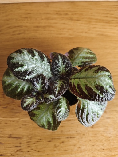 Episcia silver shield