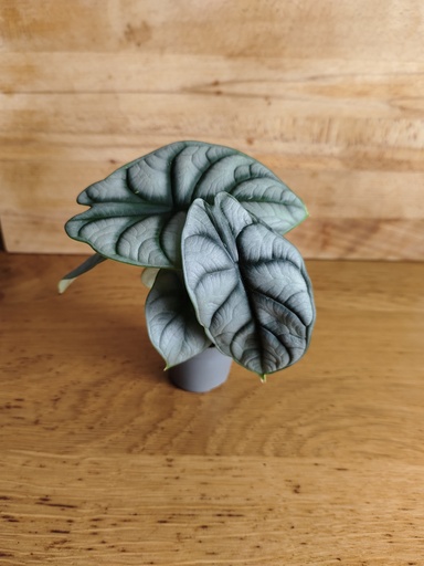 Alocasia silver dragon