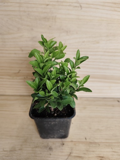 Euonymus Paloma Blanca