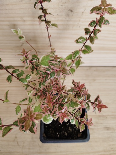 Abelia Magic Daydream