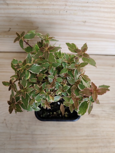 Abelia Radiance