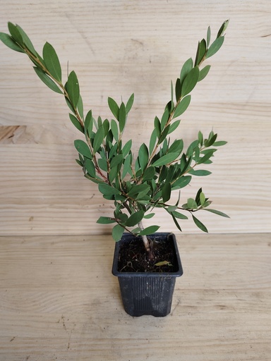 Callistemon blanco