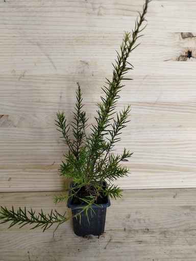 Grevillea juniperina